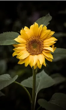 Tournesol